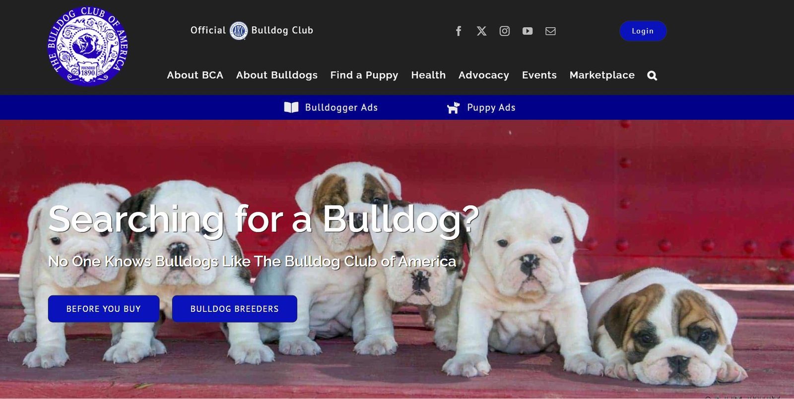 Bulldog Club of America